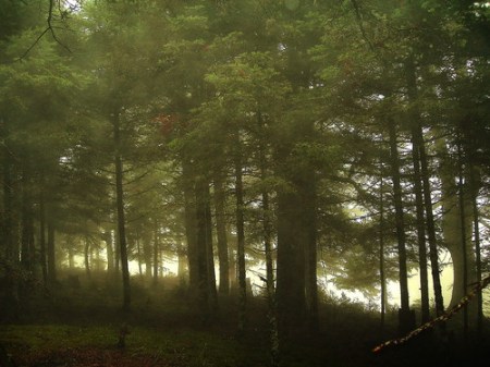 kentriki's lovely woods